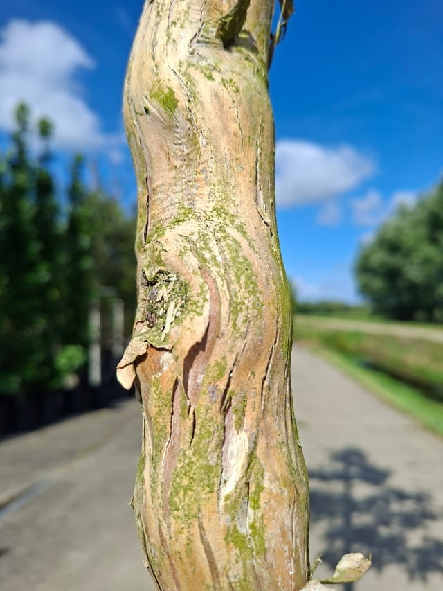 Boom der zeven zonen