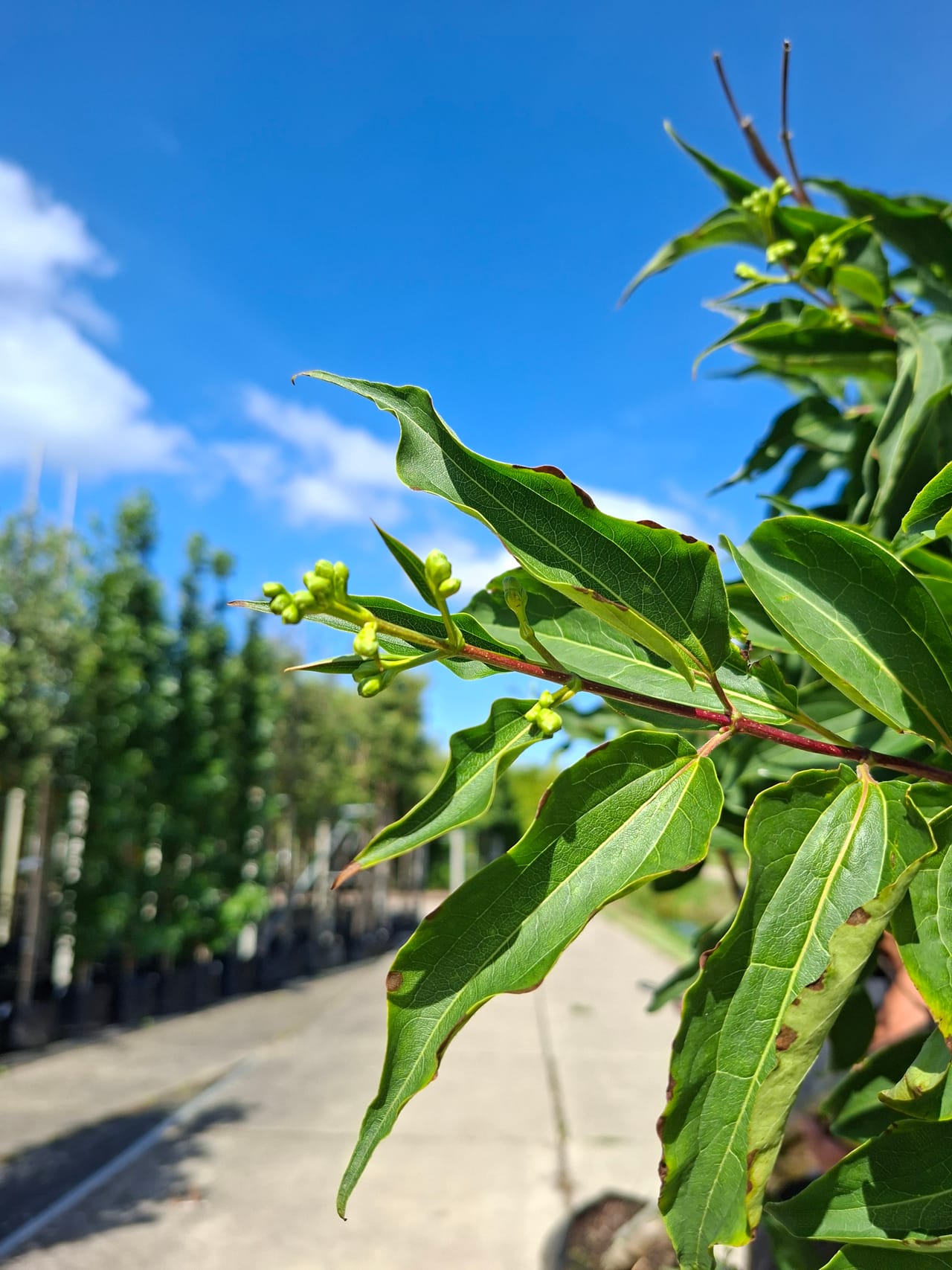 Boom der zeven zonen, Heptacodium miconioides