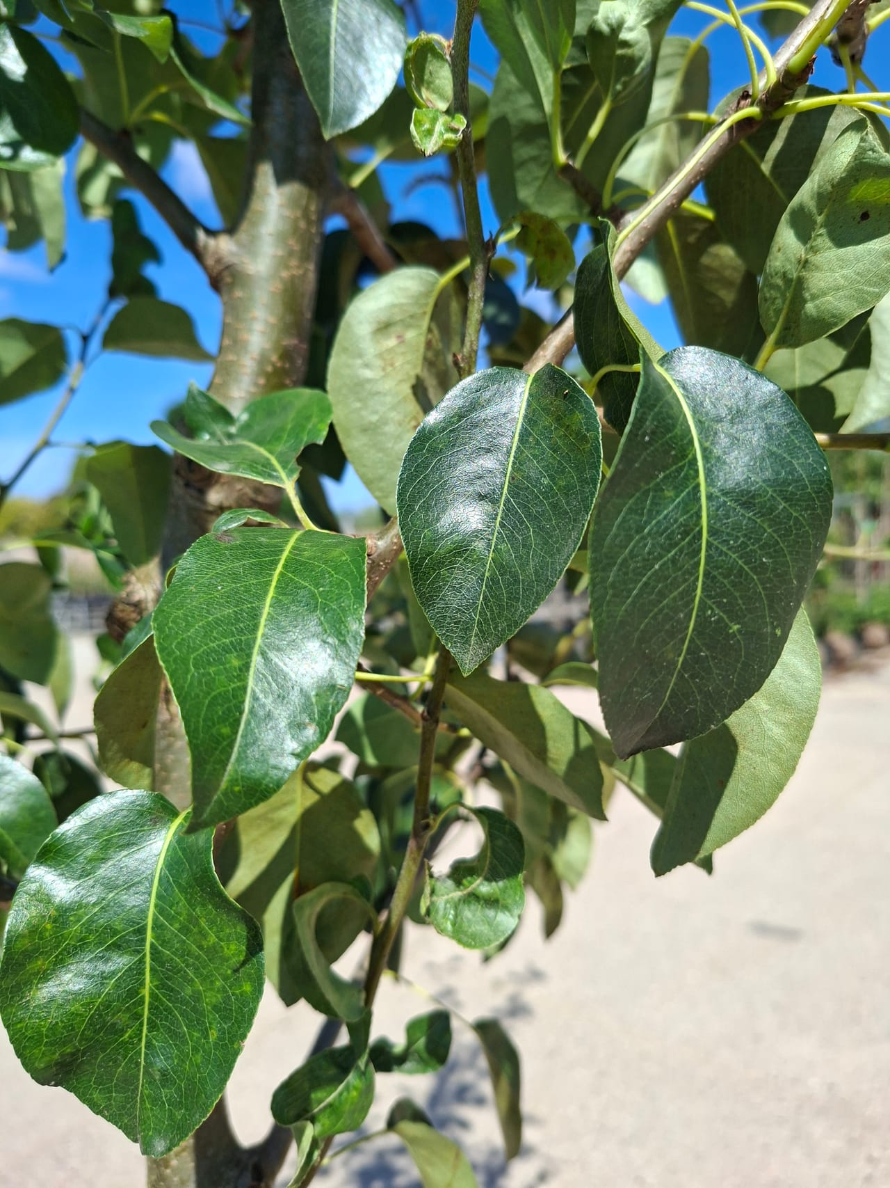Doyenne du comice handpeer, Pyrus c. Doyenne du comice