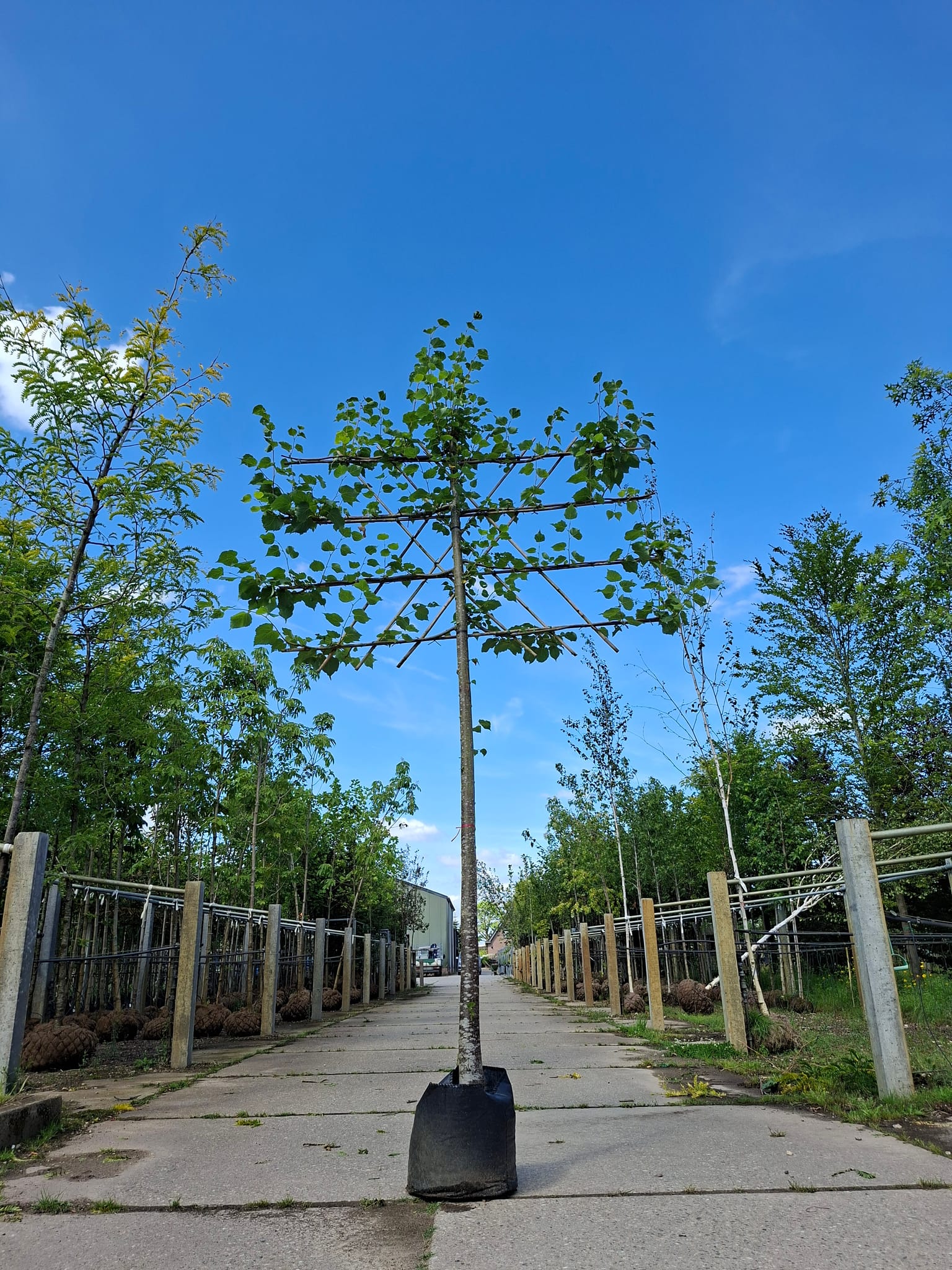 Koningslinde leivorm 200 cm stamhoogte