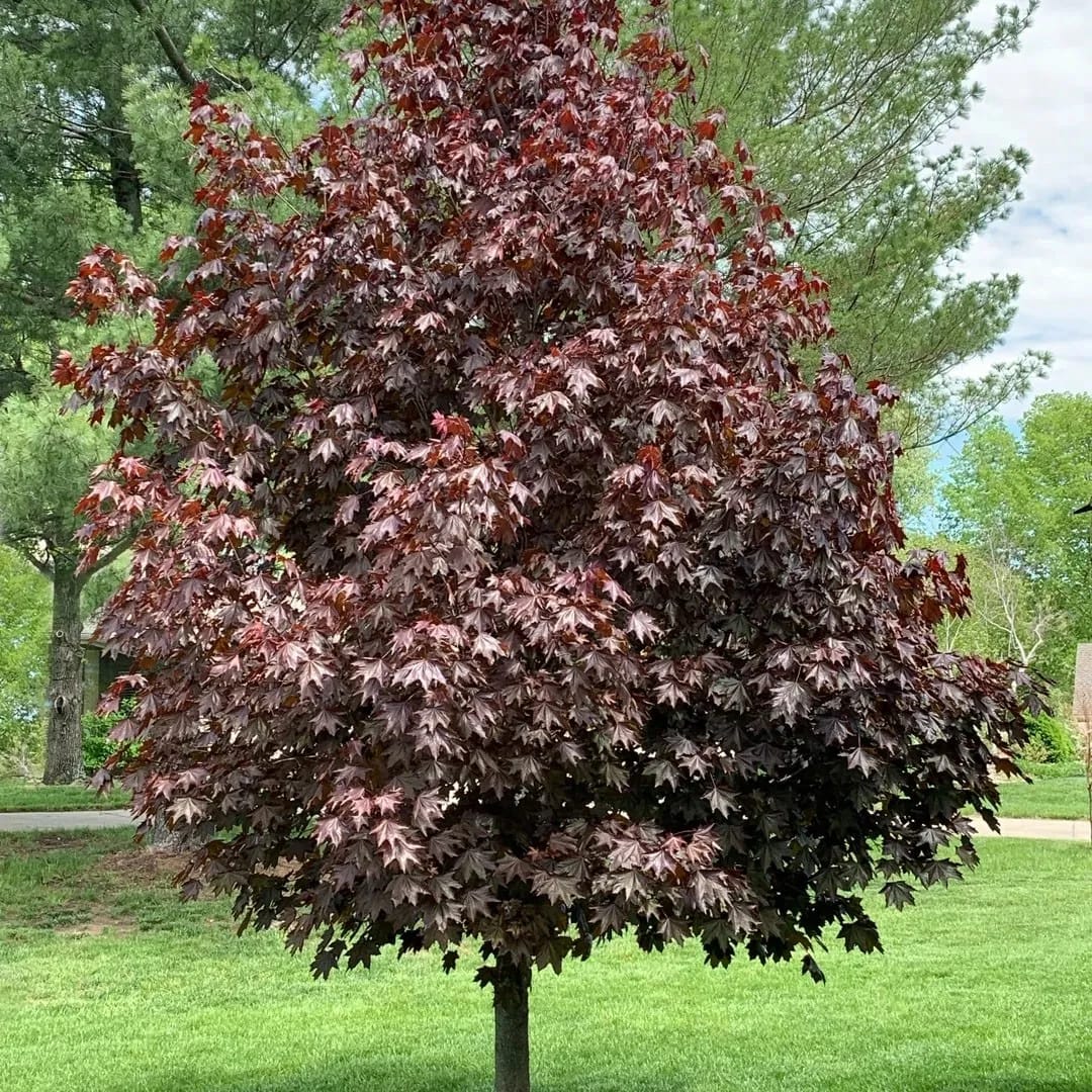 Roodbladige Esdoorn, Acer platanoides 'Crimson Sentry' (bolvorm)