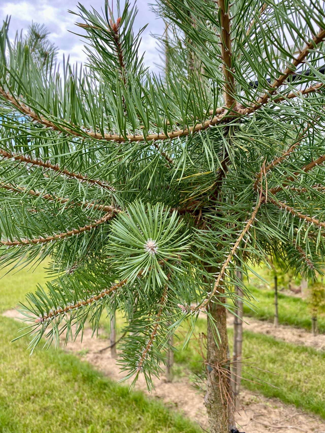 Grove den, Pinus sylvestris