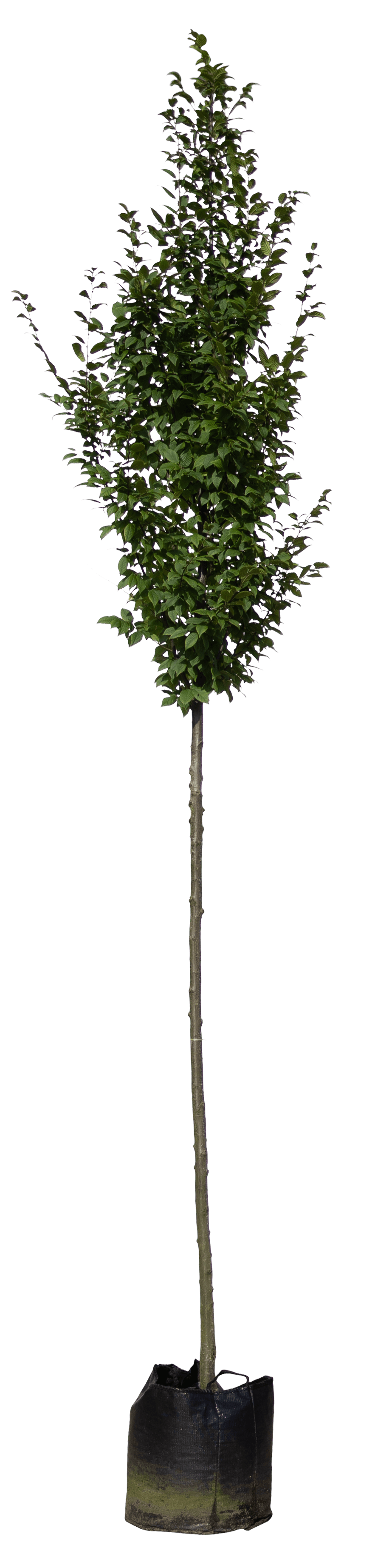 Haagbeuk, Carpinus Betulus 'Lucas'