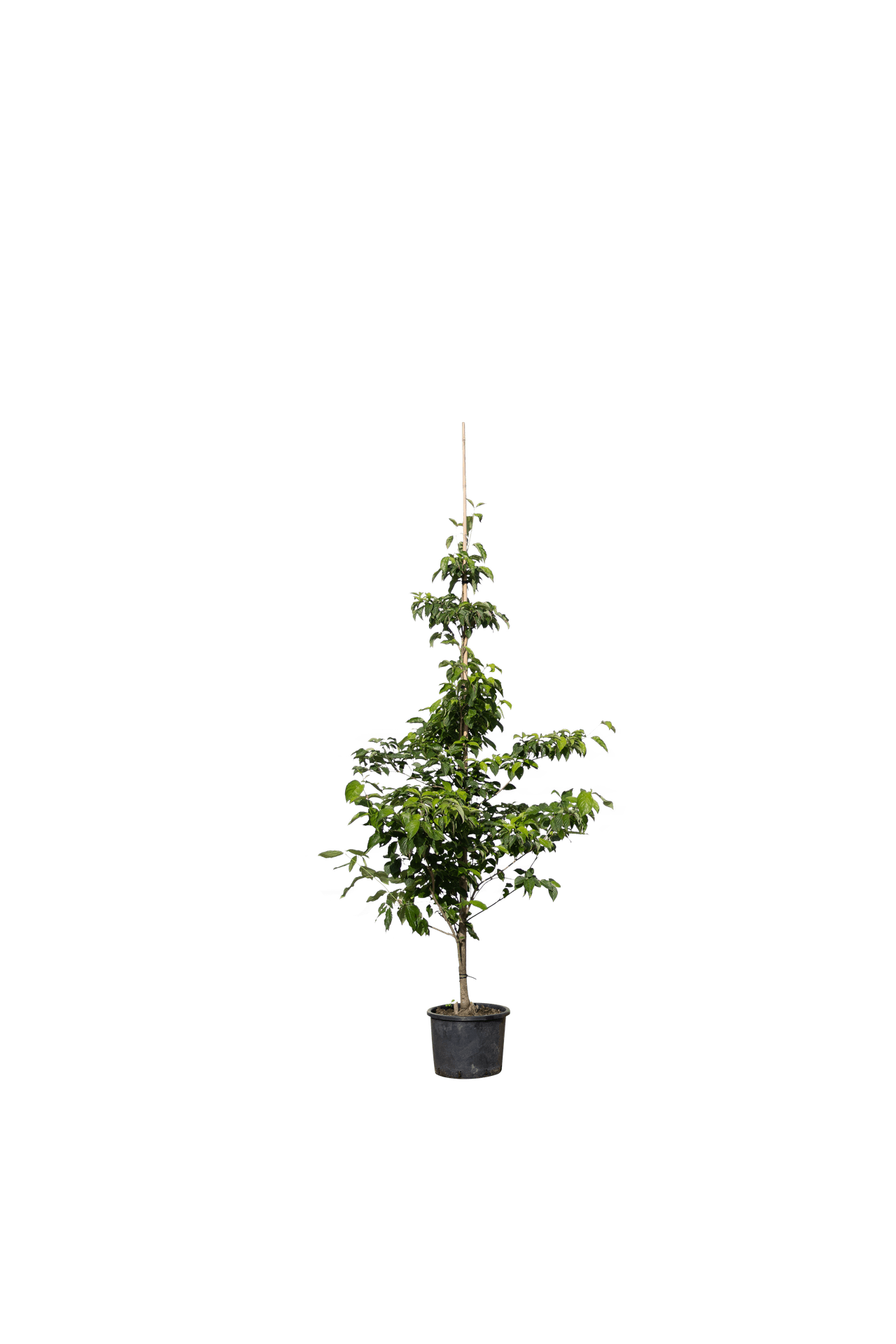 Roze kornoelje, Cornus kousa 'Satomi'