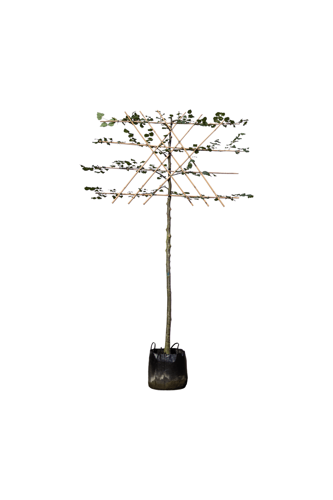 Koningslinde leivorm 200 cm stamhoogte, Tilia europaea 'Pallida'