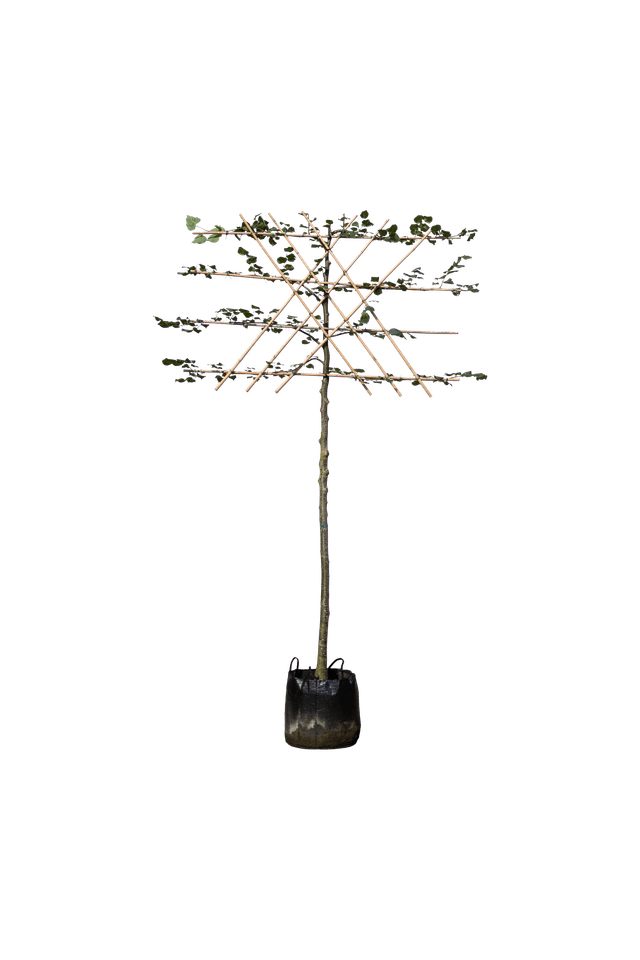 Koningslinde leivorm 200 cm stamhoogte