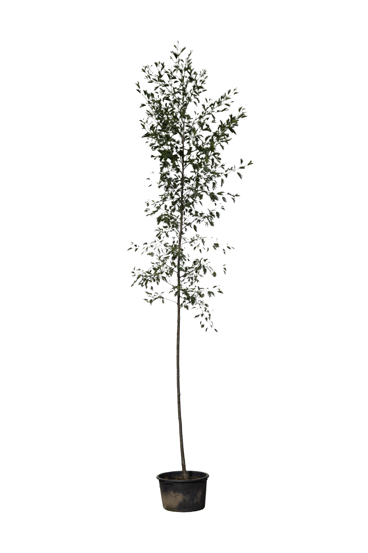 Fijnbladige grauwe els, Alnus incana 'Laciniata'