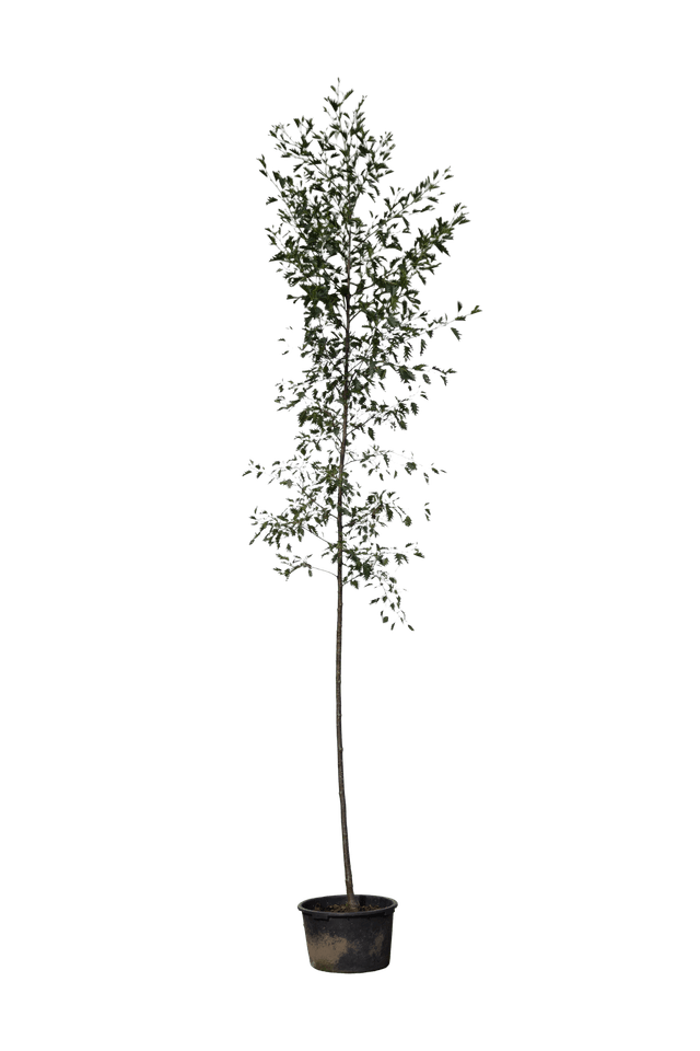 Fijnbladige grauwe els