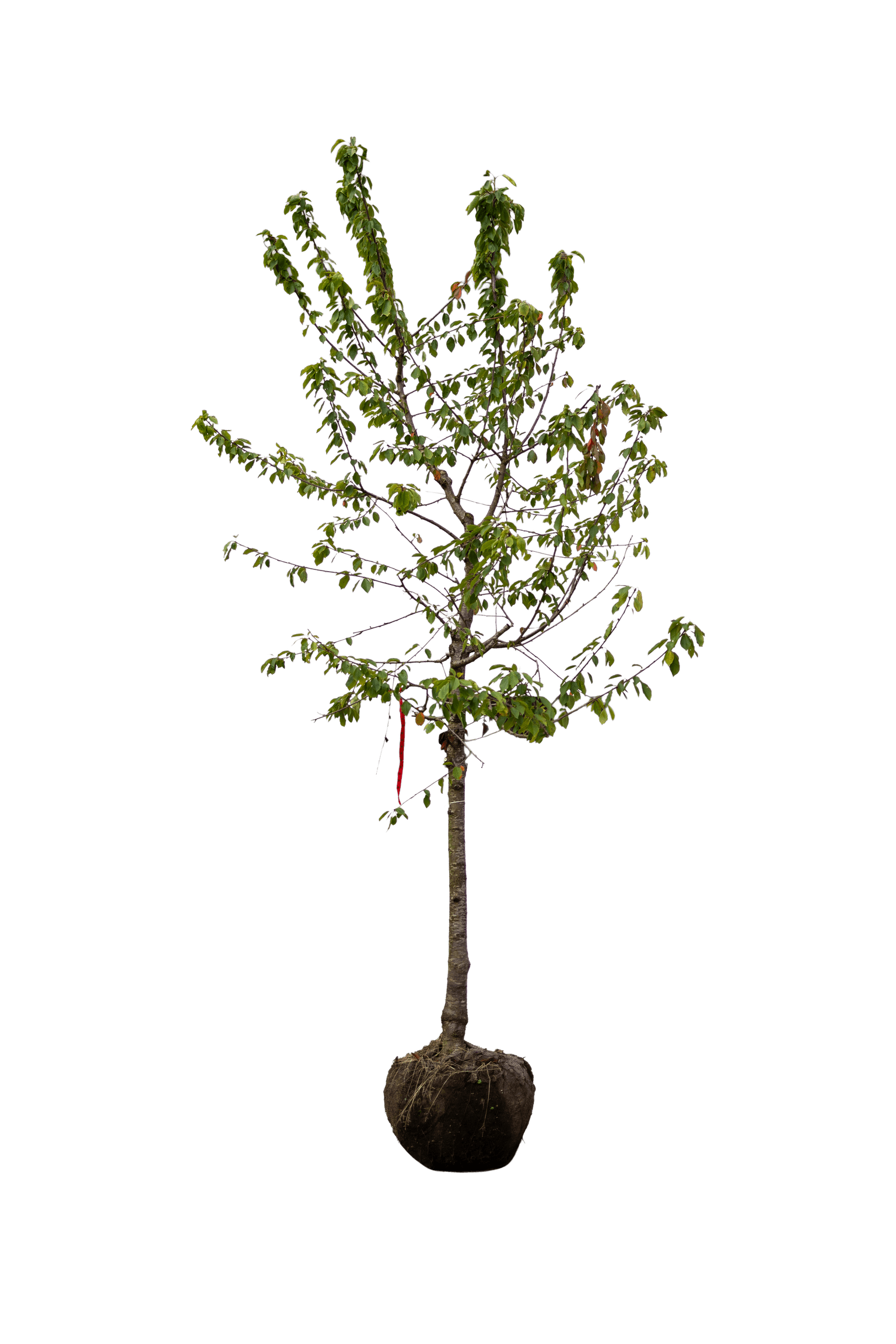 Kordia halfstam kersenboom (vruchtboom)