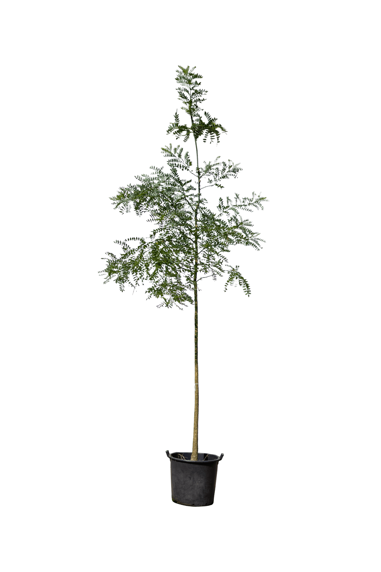 Honingboom, Styphnolobium japonicum