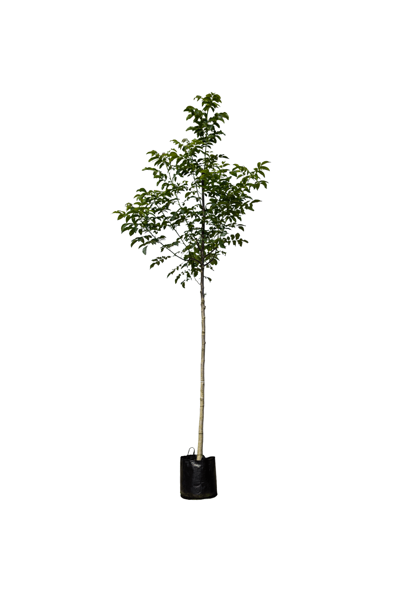 Walnoot, Juglans regia Broadvieuw