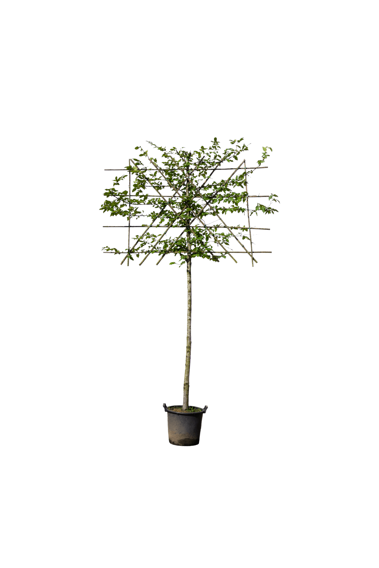 Groene leibeuk, Fagus sylvatica