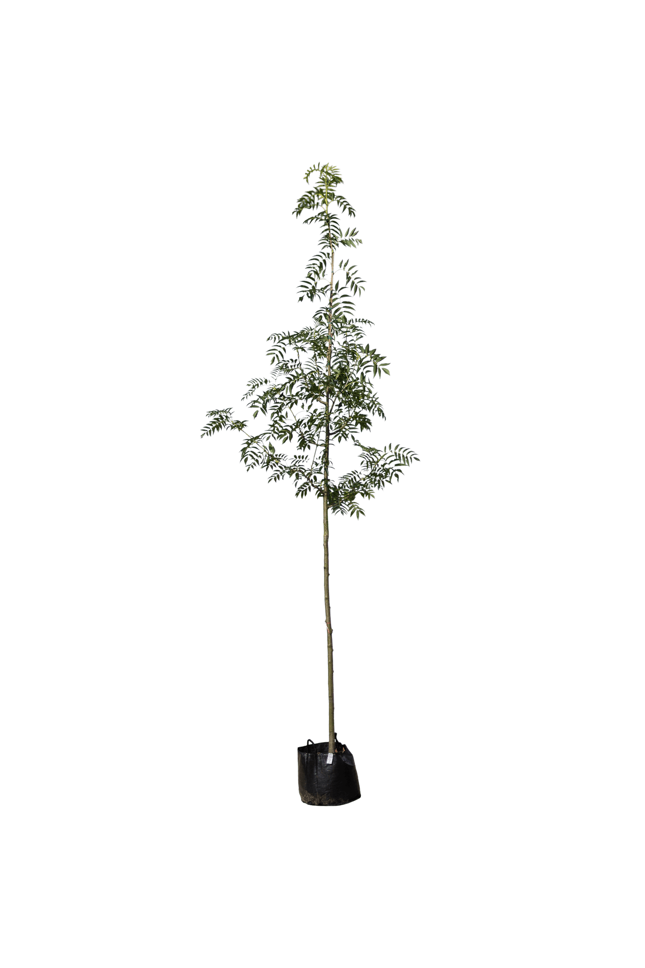 Lijsterbes, Sorbus 'Dodong'