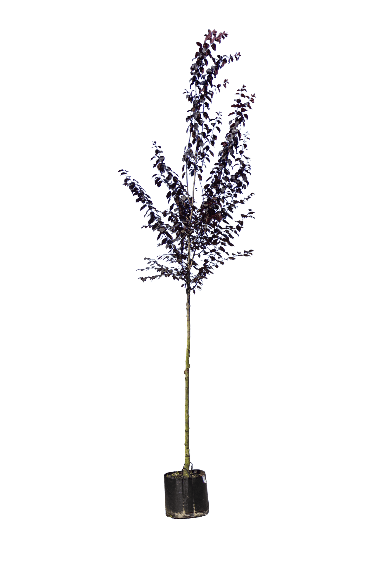 Roodbladige kerspruim, Prunus cerasifera 'Nigra'