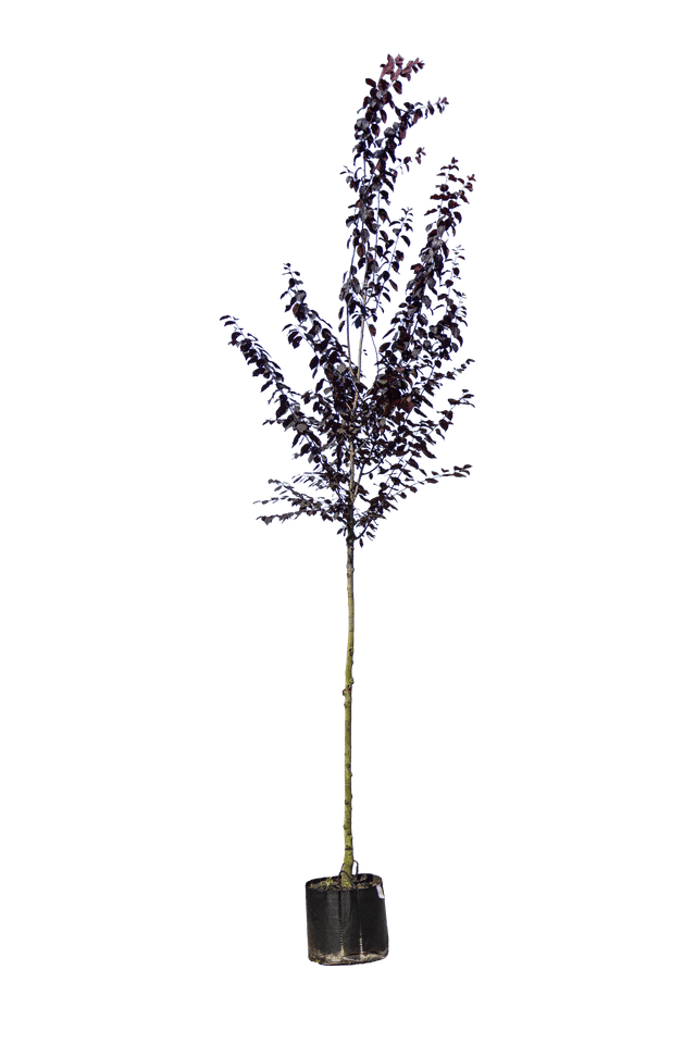 Roodbladige kerspruim