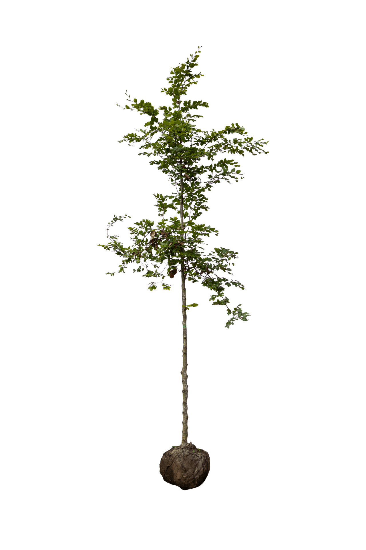 Groene beuk, hoogstam, Fagus sylvatica hoogstam