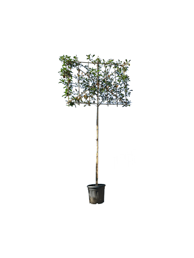 Glansmispel leiboom 200cm stamhoogte