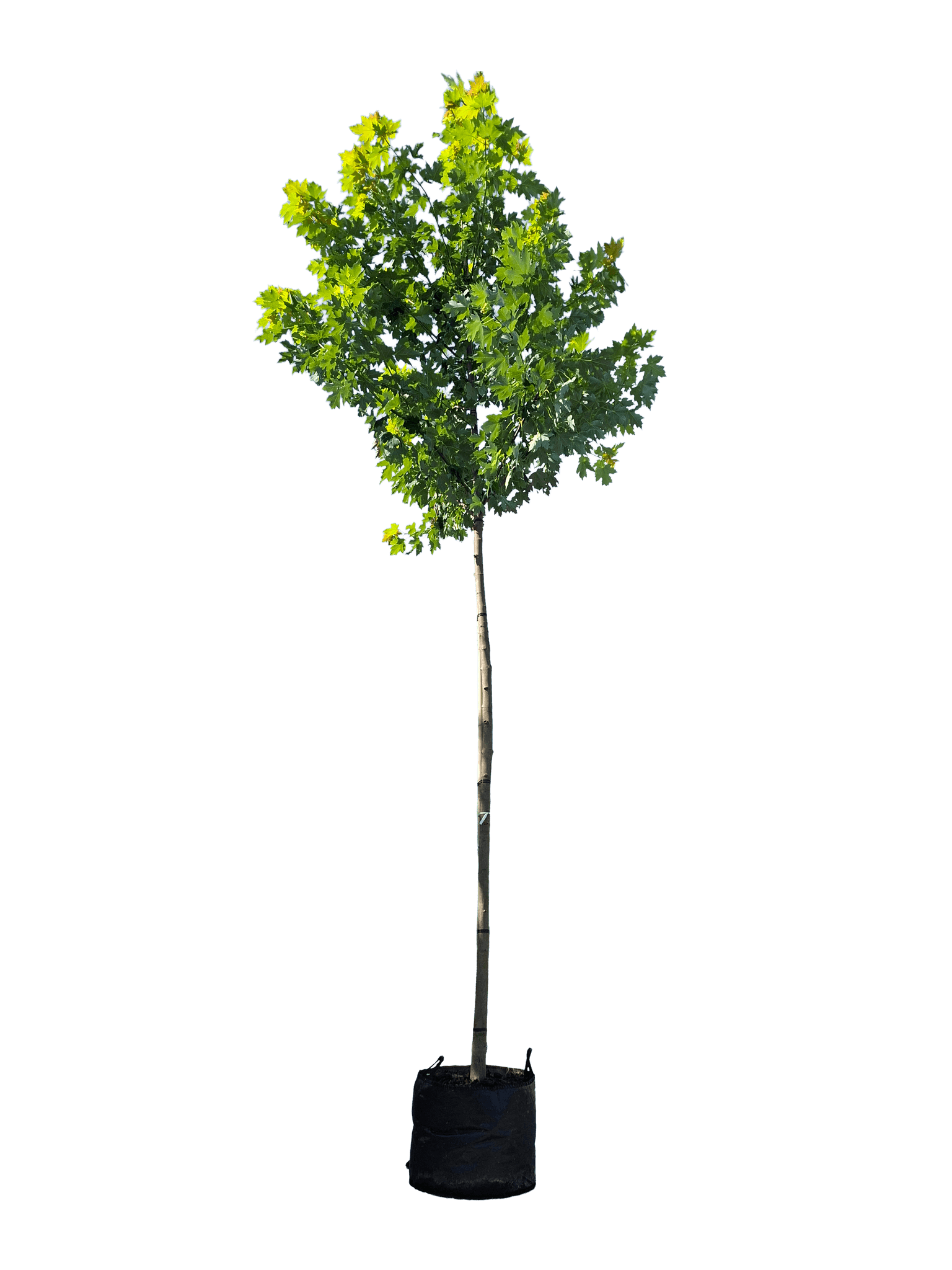 Canadese esdoorn, Acer rubrum 'Scanlon'