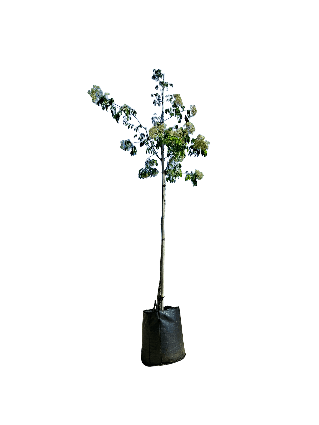 Bijenboom, Tetradium daniellii