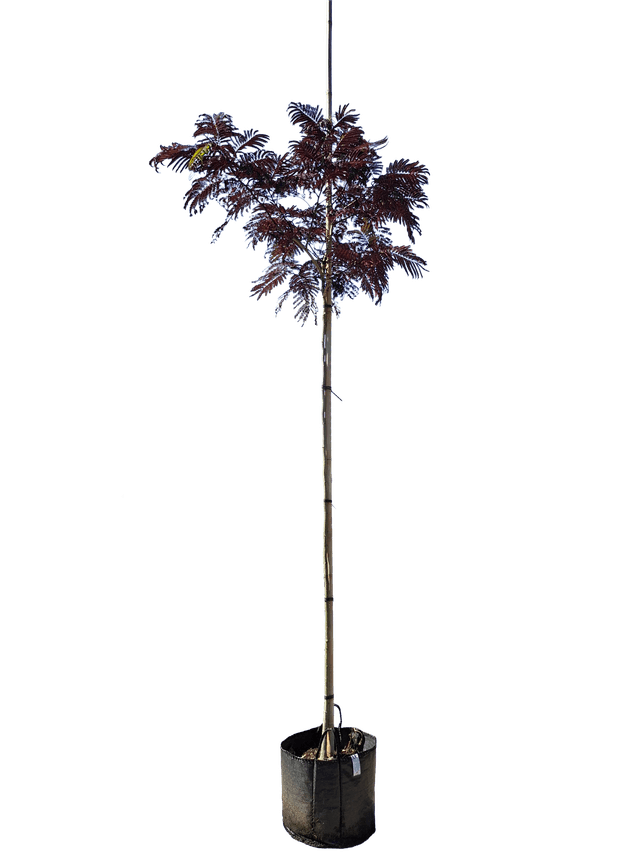 Rode Perzische slaapboom