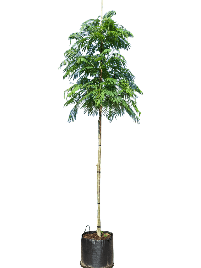 Groene Perzische slaapboom