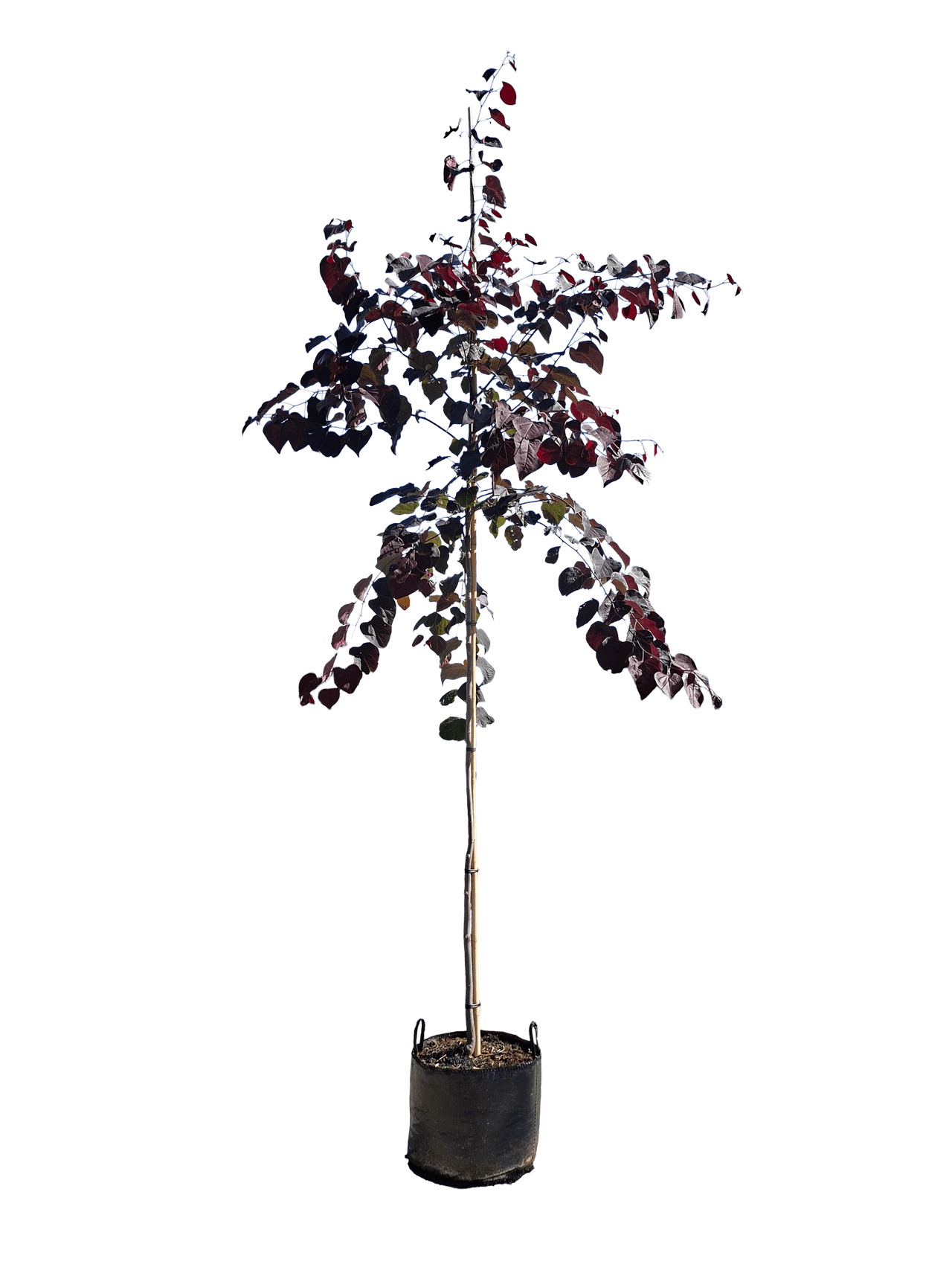 Roodbladige judasboom, Cercis canadensis 'Forest Pansy'