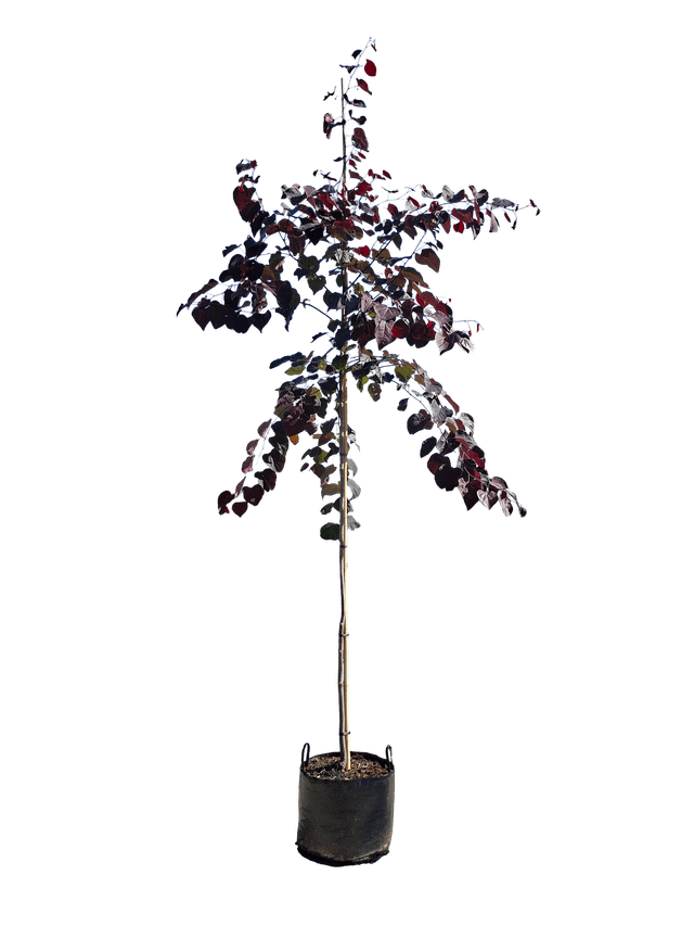 Roodbladige judasboom