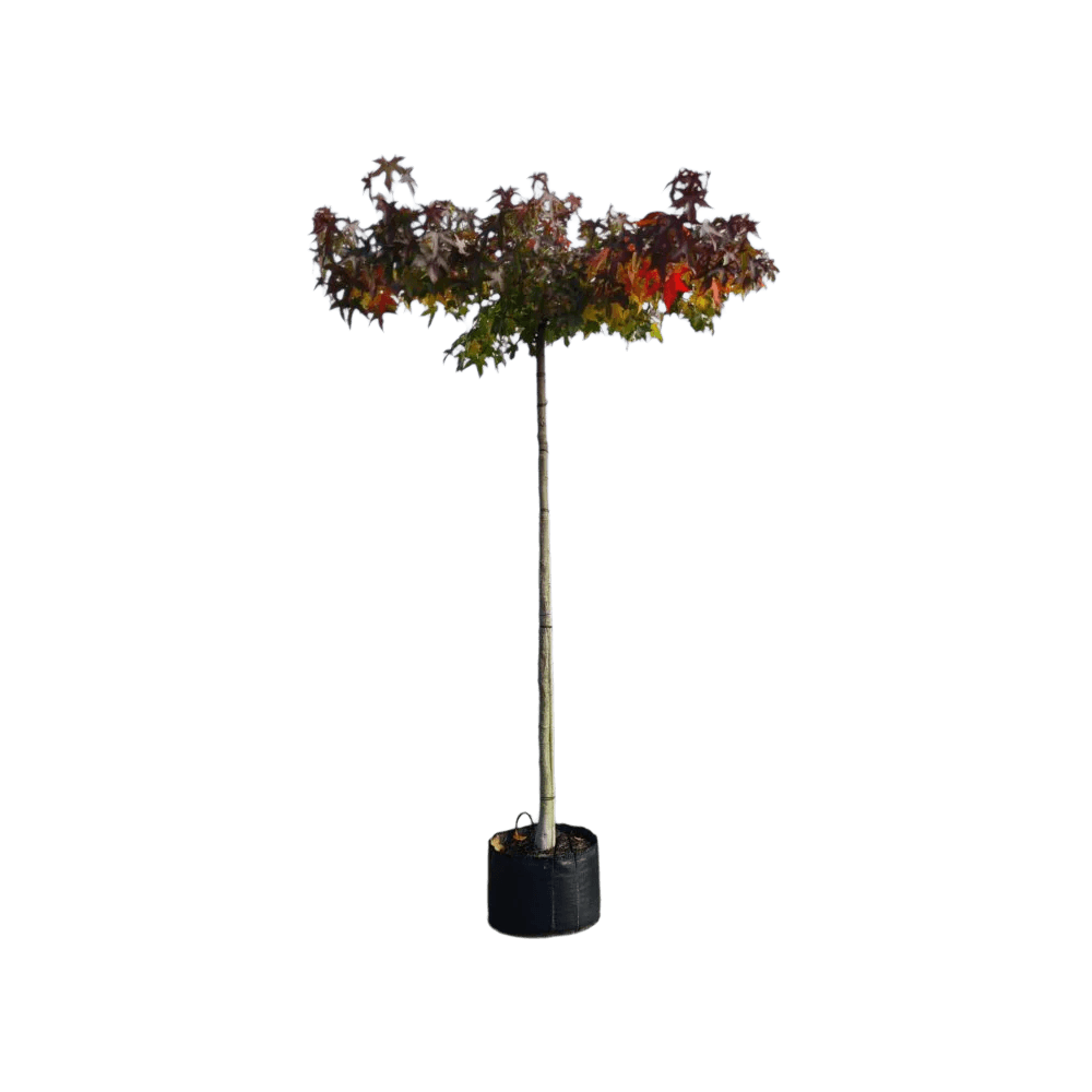 Amberboom, Liquidambar styraciflua 'Worplesdon'