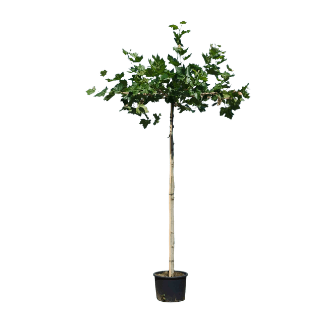 Dakplataan, 240cm stamhoogte