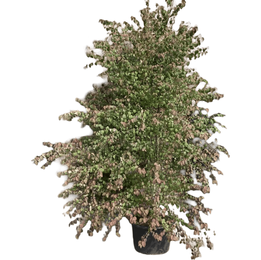 Kadsuraboom, Cercidiphyllum japonicum