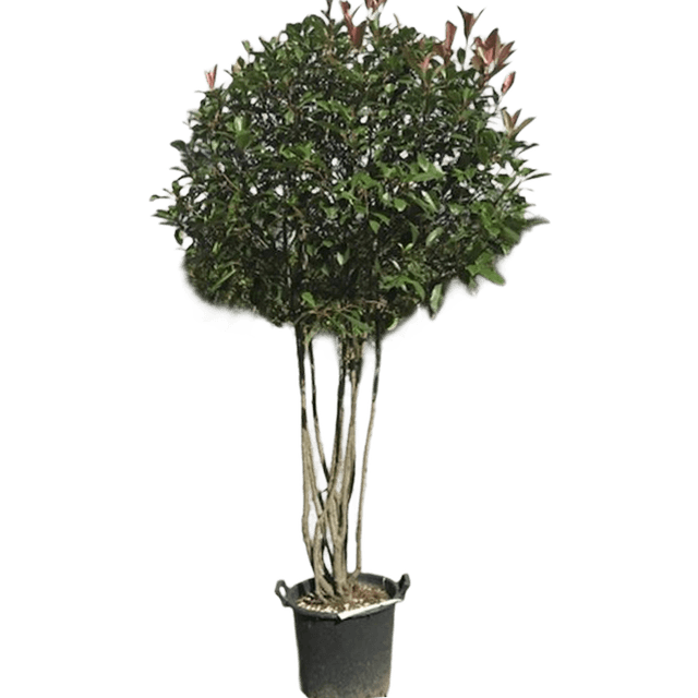 Meerstammige glansmispel