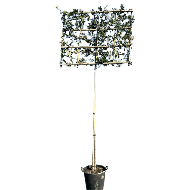 Steeneik leivorm 120cm stamhoogte, Quercus ilex