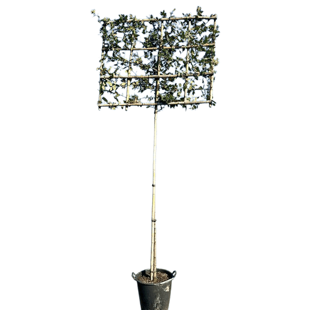 Steeneik leivorm 120cm stamhoogte