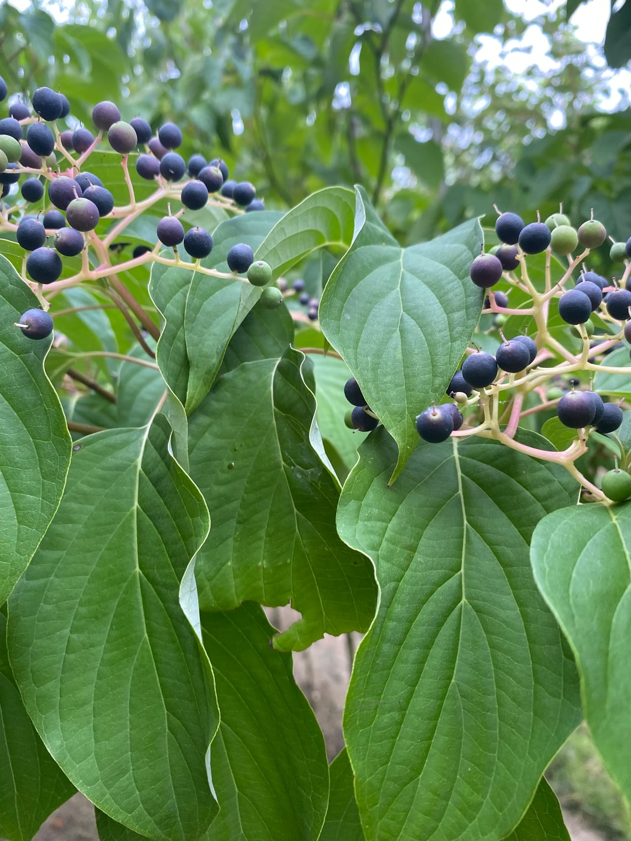 Kornoelje, Cornus controversa 'Pagoda'