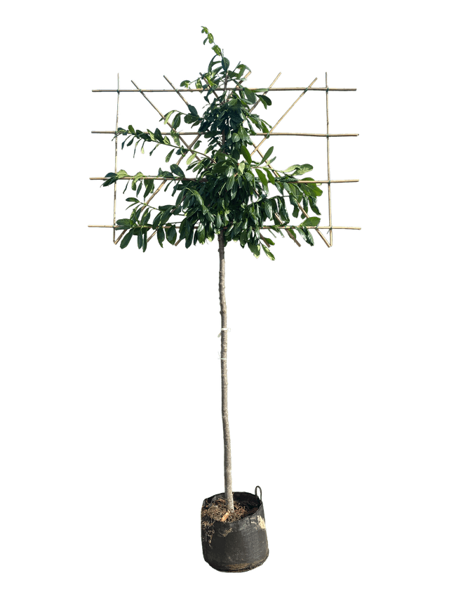 Leilaurier 120cm stamhoogte