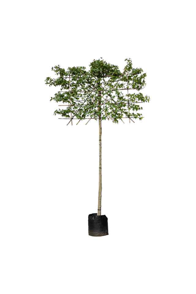 Amberboom leivorm 200cm stamhoogte