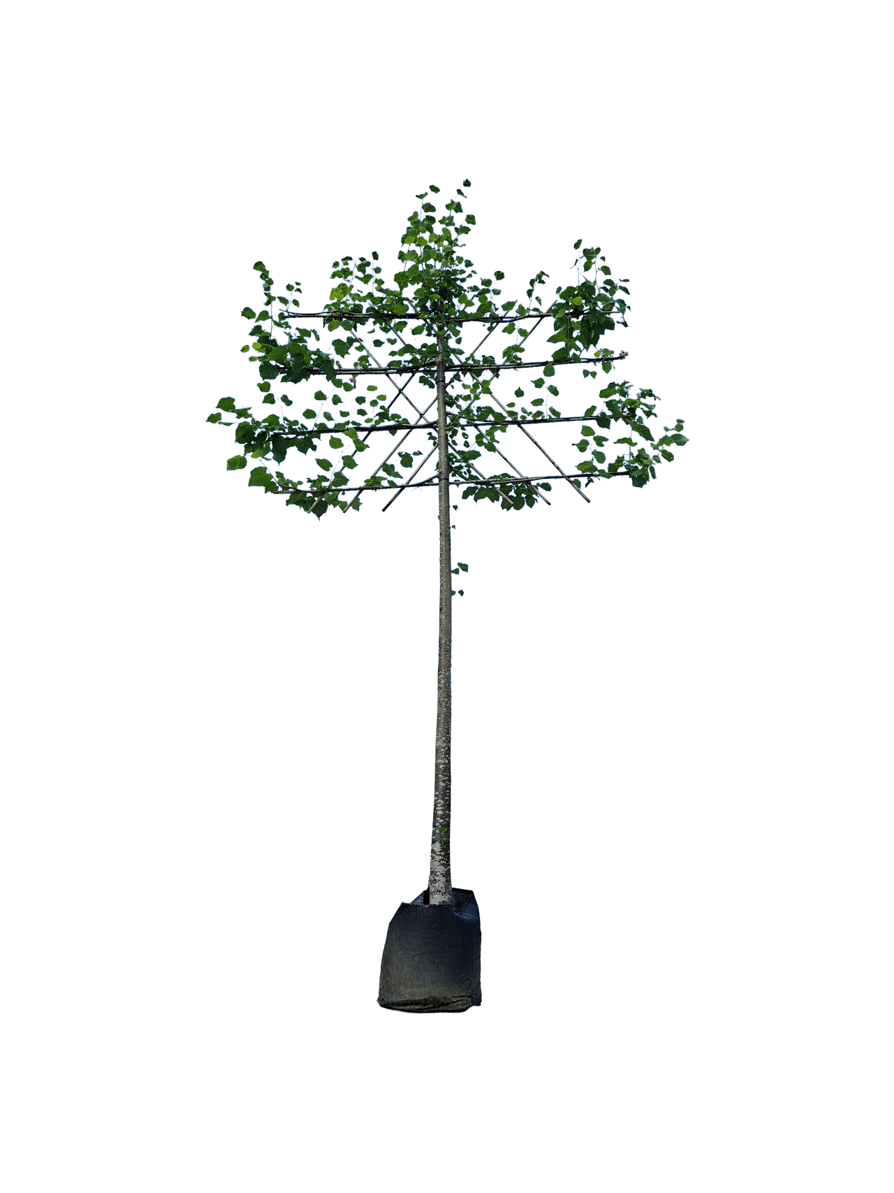 Koningslinde leivorm 120cm stamhoogte, Tilia europaea 'Pallida'