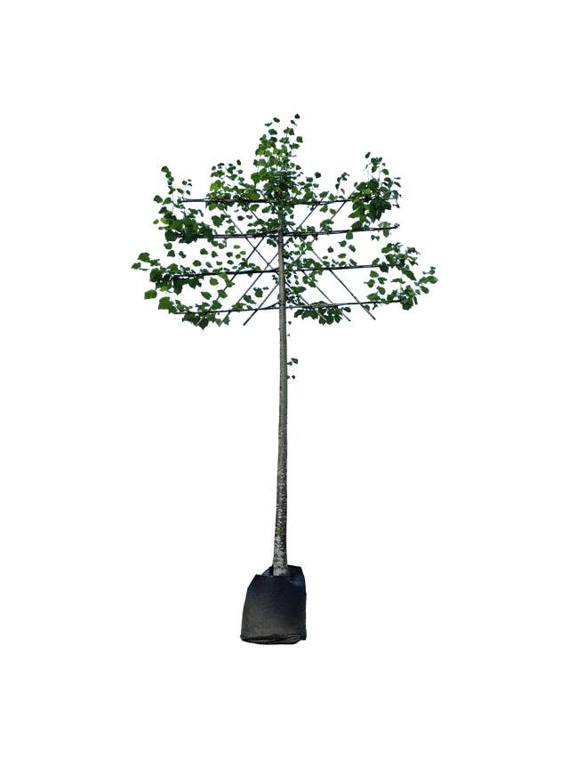 Koningslinde leivorm 120cm stamhoogte