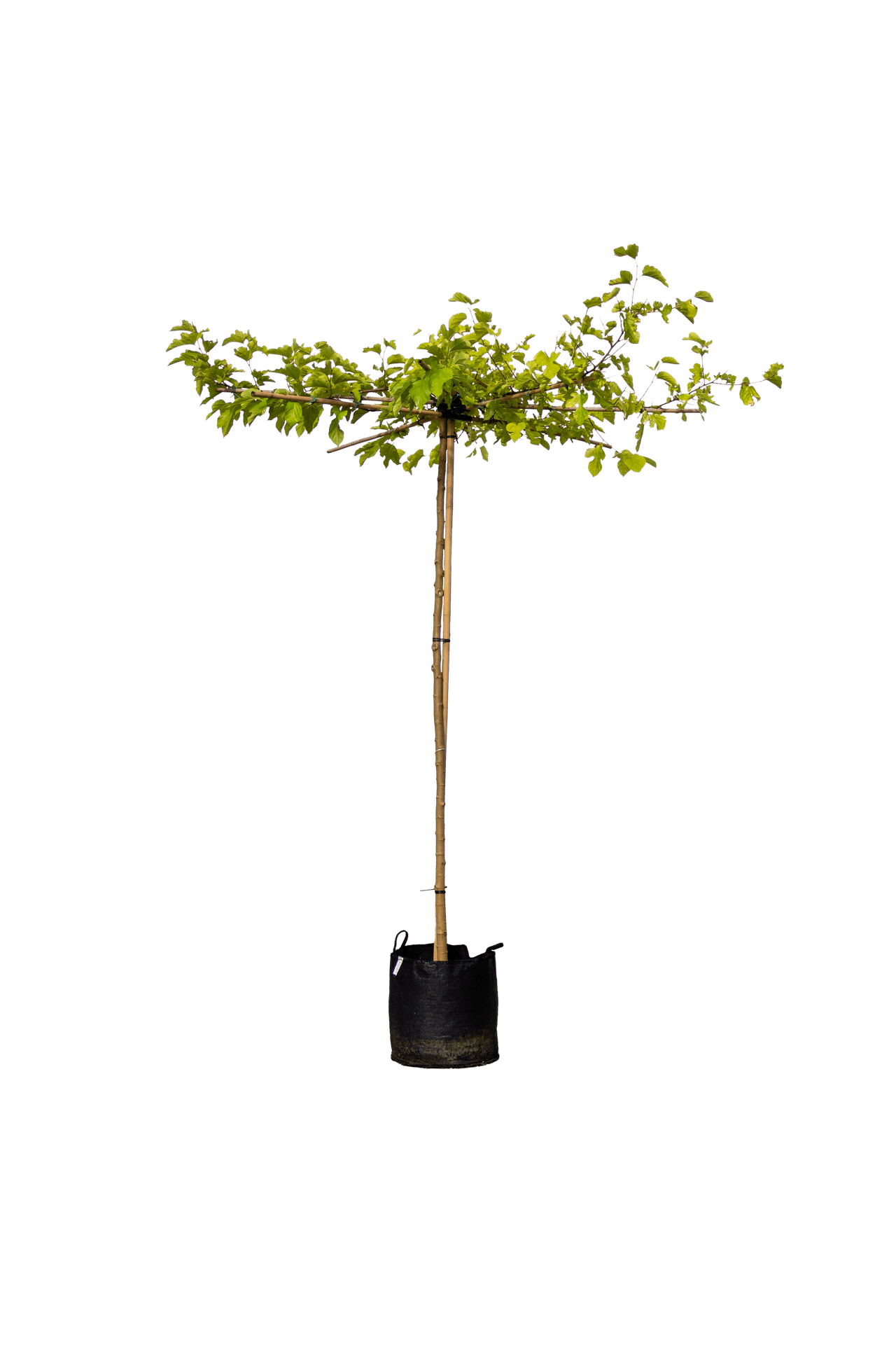 Witte moerbei, Morus alba 'Fruitless'