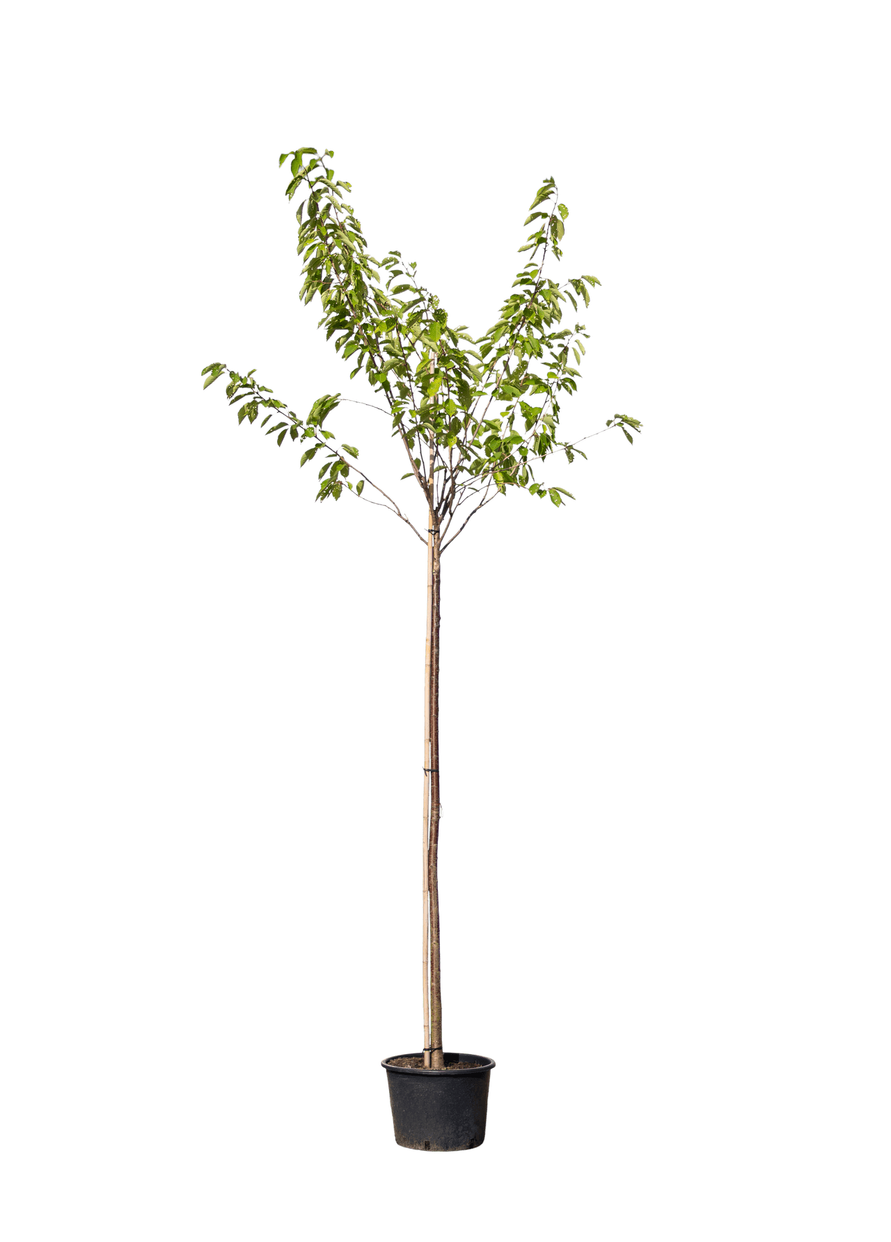 Japanse kers 'Kanzan', Prunus serrulata 'Kanzan'