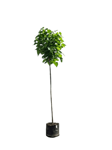 Dwergtrompetboom 225cm stamhoogte