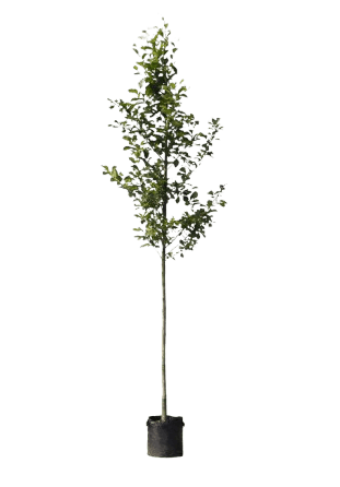 Grauwe of zwarte els