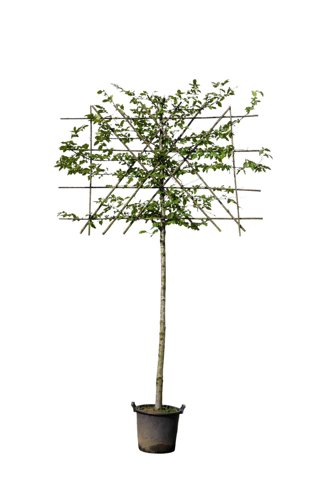 Groene leibeuk 120cm stamhoogte, Fagus sylvatica