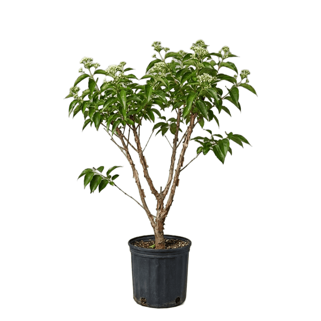 Boom der zeven zonen