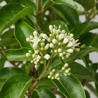 Boom der zeven zonen