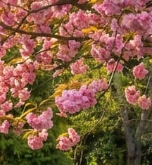 Japanse kers 'Kanzan'