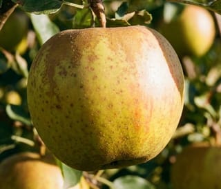 Goudreinet moesappel