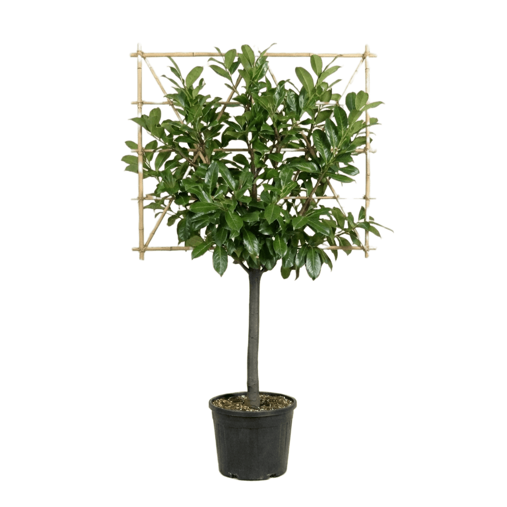 Leilaurier 120cm stamhoogte, Prunus laurocerasus 'Novita'