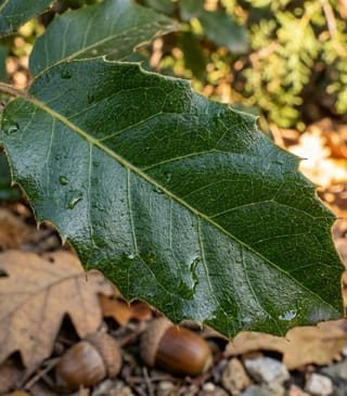 Steeneik leivorm 200cm stamhoogte 