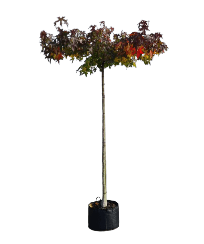 Amberboom, Liquidambar styraciflua 'Worplesdon'